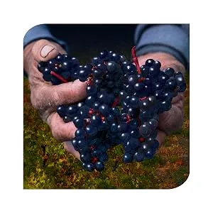 Nature's Way Sambucus FluCare Multi-Symptom Flu Relief Elderberry 30 Chewable Lozenges - immune health