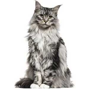 Sweet Willow Kitty Behave Stop Cat Scratching Spray 500ml - stop cat scratching carpet