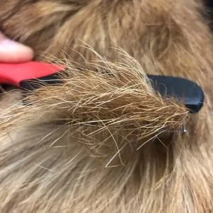 Masterclip | Flea Comb - Flea Removal Grooming Comb for Cats Dogs Rabbits. Effective against Fleas Nits Biting Pests Ticks Flea Dirt Ectoparasites - product information 5