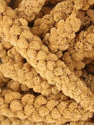 Pet Ting 1Kg Millet Spray for Birds and Small Animals - budgies Canaries Cocktaiel Parrots ETC - Millet