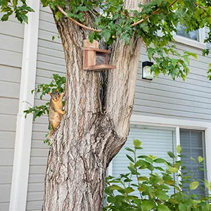 Relaxdays Squirrel Feeder FSC-Certified Folding Roof Ventilation Holes Feeding Station for Hanging Natural Wood - eichhörnchen futterstelle