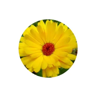 Neogen Real Flower Cleansing Water Calendula 9.9 fl oz (300 ml) - product information 7