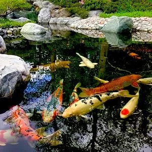 AquaDesign POND SAFE 2500ML Pond Tap Water Conditioner Dechlorinator Chlorine Remover TREATS 62 500 Litres - pond koi fish
