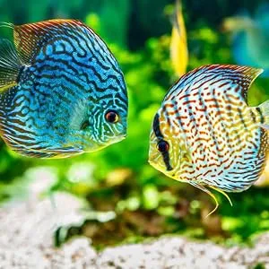 AquaDesign SAFE 2500ML Aquarium Tap Water Conditioner Dechlorinator TREATS 62 500 ltrs - aquarium fish