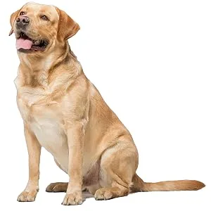Total Probiotic Tablets for Dogs | Tasty Chicken Flavour | Yeast Infection Treatment | Wind IBS Diarrhoea Relief | Complete Digestive Support (30 Tablets) - Labrador Sitting Down
