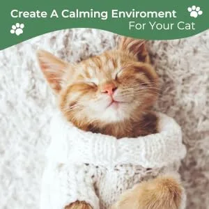 Daintry Cat Calming Diffuser with pheromones and sunflower smell - The Cat is relaxed and calm and feels Safe