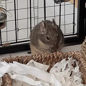 Sleepy Degu Bedding (60g) - Paper Bedding