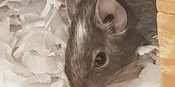 Sleepy Degu Bedding (60g) - Shredded paper bedding in nesting box