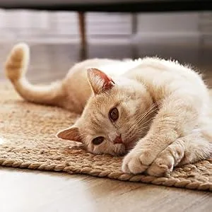 WORM SCREEN Cat (2 tablets): Cat Worming Treatment - Veterinary Licensed Dewormer for Cats and Kittens from 6 weeks old - Kills Roundworms Hookworms and Tapeworms. - product information 2