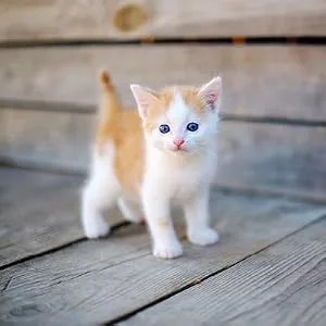 WORM SCREEN Cat (2 tablets): Cat Worming Treatment - Veterinary Licensed Dewormer for Cats and Kittens from 6 weeks old - Kills Roundworms Hookworms and Tapeworms. - Kitten