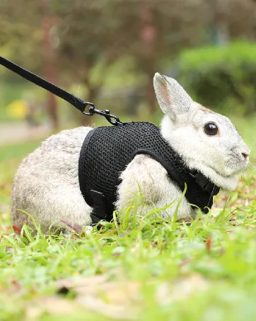 HAPPY HACHI Rabbits Harness With Elastic Lead Adjustable Rabbit Harness And Lead Set Mesh Vest for Hamsters Small Cats Guinea Pig Walking(S Pink) S Pink - rabbit harness