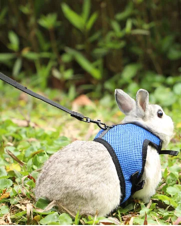 HAPPY HACHI Rabbits Harness With Elastic Lead Adjustable Rabbit Harness And Lead Set Mesh Vest for Hamsters Small Cats Guinea Pig Walking(S Pink) S Pink - rabbit harness
