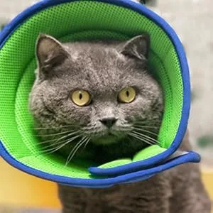 Vetoo Dog Cone Recovery Collar E-collor Breathable Mesh Cone Protective Quicker Healing Anti-Bite Anti-Lick Easy Eat and Drink Grey-6 - cat cone
