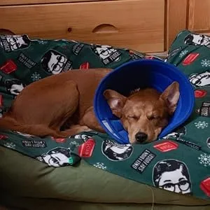 Vetoo Dog Cone Recovery Collar E-collor Breathable Mesh Cone Protective Quicker Healing Anti-Bite Anti-Lick Easy Eat and Drink Grey-6 - cone for dog