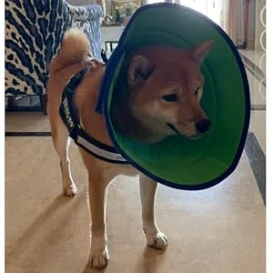 Vetoo Dog Cone Recovery Collar E-collor Breathable Mesh Cone Protective Quicker Healing Anti-Bite Anti-Lick Easy Eat and Drink Grey-6 - dog cone
