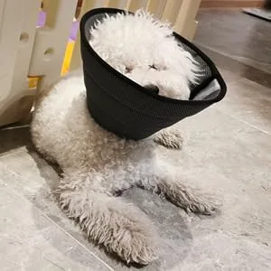 Vetoo Dog Cone Recovery Collar E-collor Breathable Mesh Cone Protective Quicker Healing Anti-Bite Anti-Lick Easy Eat and Drink Grey-6 - dog cone