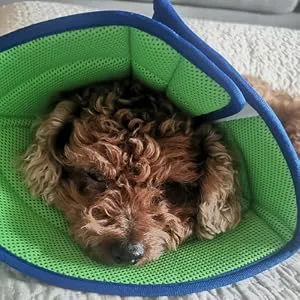 Vetoo Dog Cone Recovery Collar E-collor Breathable Mesh Cone Protective Quicker Healing Anti-Bite Anti-Lick Easy Eat and Drink Grey-6 - dog cone