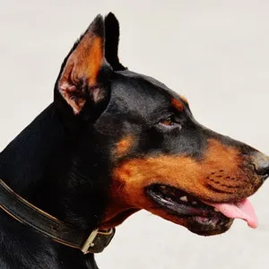 No Flap Ear Wrap The Original (S/M Blue) - Doberman