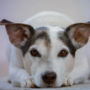 No Flap Ear Wrap The Original (S/M Blue) - jack russell terrier