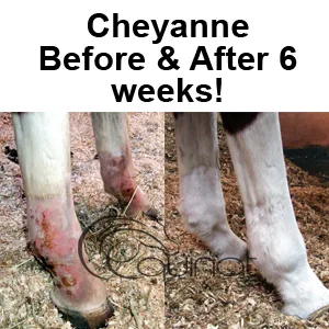 Equinat Aromaheel Mud Ointment - Proven natural ointment which quickly and painlessly removes mud and rain scabs in horses & ponies. - mud scabs