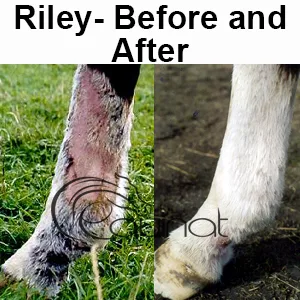 Equinat Aromaheel Mud Ointment - Proven natural ointment which quickly and painlessly removes mud and rain scabs in horses & ponies. - mud scabs