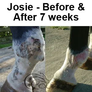 Equinat Aromaheel Mud Ointment - Proven natural ointment which quickly and painlessly removes mud and rain scabs in horses & ponies. - mud scabs