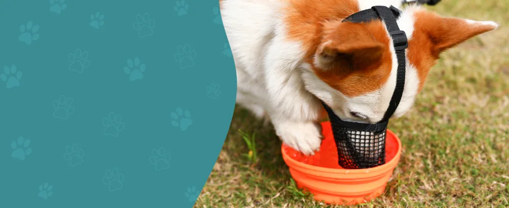 Dog Muzzle Soft Mesh Covered Muzzles for Small Medium Large Dogs Poisoned Bait Protection Muzzle with Adjustable Straps Prevent Biting Chewing and Licking Black XS: Snout(4 "-6 ") - dog muzzle for small dog