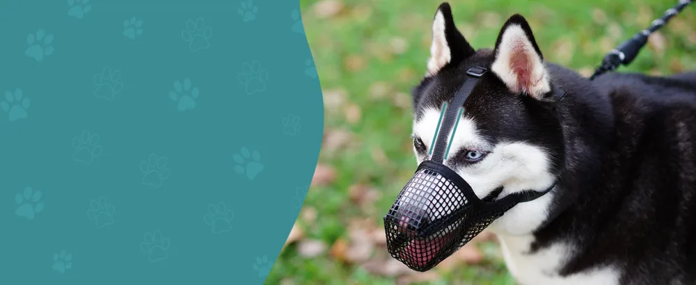 Dog Muzzle Soft Mesh Covered Muzzles for Small Medium Large Dogs Poisoned Bait Protection Muzzle with Adjustable Straps Prevent Biting Chewing and Licking Black XS: Snout(4 "-6 ") - dog muzzle large breed