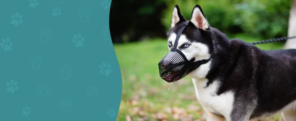 Dog Muzzle Soft Mesh Covered Muzzles for Small Medium Large Dogs Poisoned Bait Protection Muzzle with Adjustable Straps Prevent Biting Chewing and Licking Black XS: Snout(4 "-6 ") - mesh muzzle