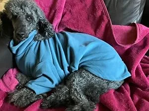 Warm Four Legged Dog Fleece Available in Five Sizes & Three Colours (Teal Medium (Four Legged)) Medium (Four Legged) Teal - extra large fleece