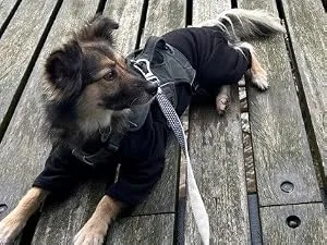 Warm Four Legged Dog Fleece Available in Five Sizes & Three Colours (Teal Medium (Four Legged)) Medium (Four Legged) Teal - Large fleece