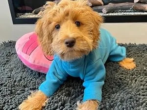 Warm Four Legged Dog Fleece Available in Five Sizes & Three Colours (Teal Medium (Four Legged)) Medium (Four Legged) Teal - Small fleece