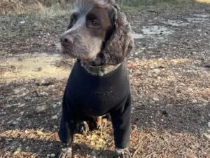 Warm Four Legged Dog Fleece Available in Five Sizes & Three Colours (Black Medium (Four Legged)) Medium (Four Legged) Black - black four legged fleece