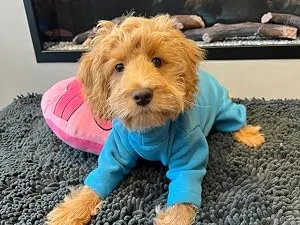 Warm Four Legged Dog Fleece Available in Five Sizes & Three Colours (Black Medium (Four Legged)) Medium (Four Legged) Black - Small fleece