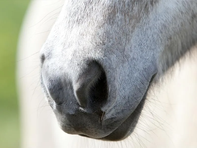 Horslyx Minis Horse Licks 650g - horse
