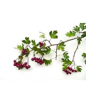 Paradise Herbs Hawthorn Berry 60 Vegetarian Capsules - product information 4