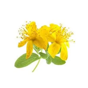 Paradise Herbs St. John's Wort 90 Vegetarian Capsules - product information 4