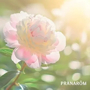 Pranarom Essential Oil  Diffusion Blend Tranquility .17 fl oz (5 ml) - product information 6