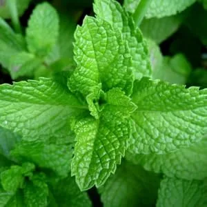 Pranarom Essential Oil Just Plain Relief .27 fl oz (8 ml) - mint