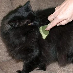 Safari Cat Shedding Comb for All Breeds of Cats - product information 3
