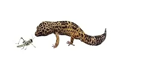 Livefood UK Live Feeder Roach Blaptica Dubia Medium size 14-25mm (50) 1 count (Pack of 50) - Leopard Gecko
