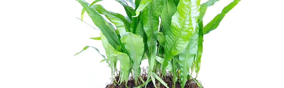 Java Fern on 3 x 2.5 Coco Mat | Microsorum Pteropus - Easy Tropical Live Aquarium Plant by Aquarium Plants Discounts - Microsorum Pteropus Java Fern