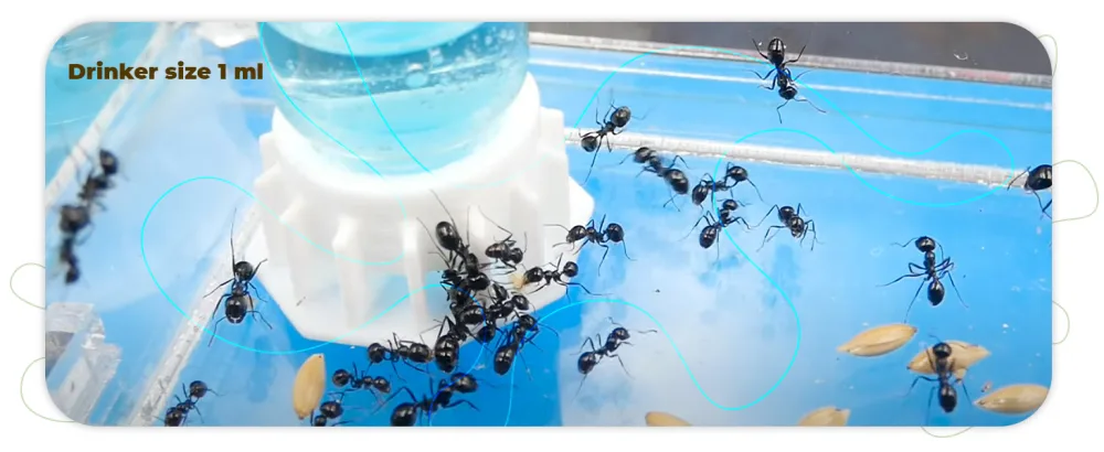 AntHouse 1ml Ant Feeders Pack Easy Access for the Ants and Compatible with All Types of Terrariums and Ant Farms (3 units) - img10