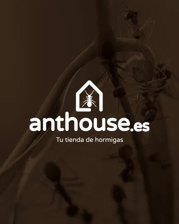 Anthouse Ant Feeders Pack Includes 3 Sizes Easy Access for the Ants and Compatible with All Types of Terrariums and Ant Farms - anthouse house ants collection collector anthill care animals deco decoration
