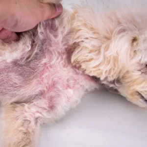 Stinky Stuff New Improved Formula - Dog Stuff Soothe itchy irritated skin and paws - Easy mess free formula - 100% Pure and Natural. (125g) - Irritated skin