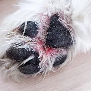 Stinky Stuff New Improved Formula - Dog Stuff Soothe itchy irritated skin and paws - Easy mess free formula - 100% Pure and Natural. (125g) - Sore Paw