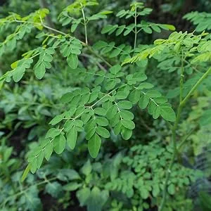 Sunfood Moringa Capsules 600 mg 90 Capsules - Moringa Plant
