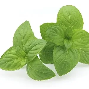 Sunfood Old Fashioned Peppermint Liniment 8 fl oz (236.6 ml) - Peppermint