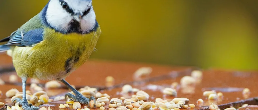 Leagrams 300 Everyday Fat Balls 300 Box - bird food