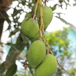 Sunfood Raw Organic Mango Slices 8 oz (227 g) - Mangos on tree